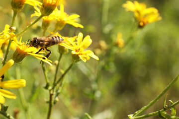 Poster - Honeybee collecting nectar from yellow flower outdoors, closeup. Space for text