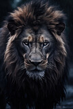 Fototapeta Koty - Black Lion Portrait