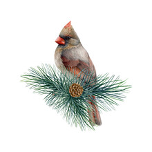 Red Cardinal Female Bird On A Pine Branch. Watercolor Painted Illustration. Hand Drawn Cardinal Bird On A Conifer Twig Element. Wild Forest Avian On A Pine. White Background
