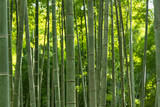 Fototapeta Dziecięca - 瑞々しい新緑の竹林