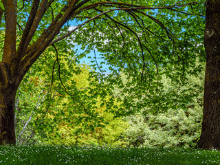 Wall Mural -  Leafy Vista