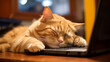 Cute ginger cat sleeps on the keyboard of a laptop at home