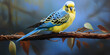 A blue and yellow budgie bird with a yellow and blue feather  Captivating Blue and Yellow Budgie