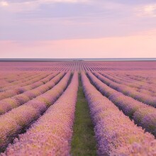 Lavender Field At Sunset _ Lavender Field In Region _ Plants And Flowers _ Pink Nature _ Nature View _ Ai Image