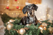 A tiger dachshund is laying in a wreath with fir green and golden Christmas balls with a little Christmas tree in the background 