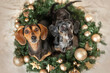 A dachshund and a tiger dachshund sitting in a wreath with golden Christmas balls and the two dogs a looking up