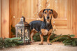 a Dachshund at home during Christmas with a lantern and fir green 
