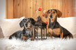 two dachshunds at a cozy home with a Christmas lantern and a Christmas tree with red balls