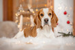A Beagle laying at a cozy home with Christmas mood and golden lights and deco 