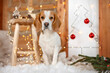 A Beagle sitting at home in front of a Christmas tree with red balls and Christmas lights and decoration 
