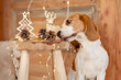 A Beagle eating the Christmas decoration at home 