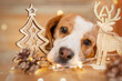 Close-up of a beagle in Christmas decoration 