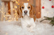A Beagle laying on a cozy white blanket with a Christmas tree with red balls and golden lights in the background
