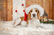 A beagle wearing a Santa hat with a Christmas tree with red balls and golden lights in the background