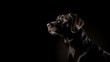 © Alex - Witness the striking contrast of light and shadow as a majestic black Labrador takes center stage against a dramatic black backdrop.