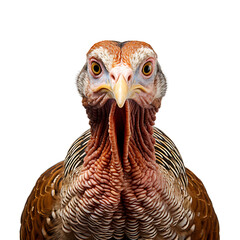 Wall Mural - Close-up of wild turkey head isolated on transparent background