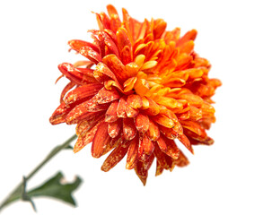 orange flower us white background.