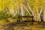 Fototapeta Krajobraz - autumn landscape of a relaxation place in yellow forest with beautiful brown bench among birches ane yellow fall leaves