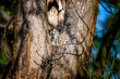 Puszczyk zwyczajny w dziupli starego drzewa. Nocny ptak drapieżny podczas dziennego odpoczynku. Sowy w parkach i lasach