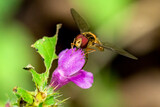 Fototapeta Niebo - Bzyg pospolity na poziewniku. Owady żywiące się mszycami i zbierające nektar kwiatów.