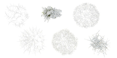 Pine Branch,Bare Trees Covered in Snows from the top view isolated white background