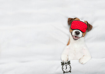 Poster - Jack russell terrier puppy with towel on it head wearing sleeping mask sleeps on a bed at home and holds alarm clock. Top down view. Empty space for text