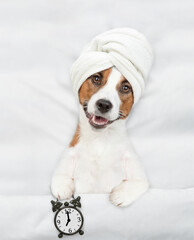 Poster - Jack russell terrier puppy with towel on it head lying on a bed at home and shows alarm clock. Top down view