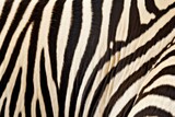 Fototapeta Konie - macro shot of zebra stripes