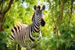 a zebra standing near a tall bush of greenery