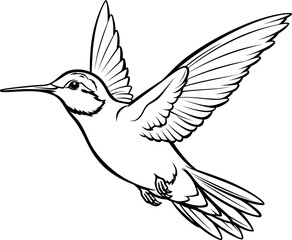 Canvas Print - Hummingbird black and white coloring page, vector stock photo