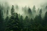 Fototapeta  - view of a green alpine trees forest with mountains at back covered with fog and mist in winter