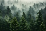 Fototapeta Las - view of a green alpine trees forest with mountains at back covered with fog and mist in winter