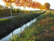 otoño sobre el canal de regadío del Pla de Urgell con los plataneros dorados que amenizan los paseos de los caminantes y sus mascotas, lérida, españa, europa