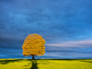 Wall Mural - Chestnut Tree in Green Field during Autumn at Sunrise, Leaves changing colour, dramatic Lighting and stormy Clouds