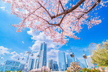 桜咲く横浜みなとみらい【神奈川県・横浜市】　
Cherry Blossoms Blooming Yokohama Minato Mirai - Kanagawa, Japan