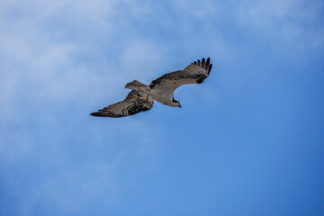 Canvas Print - osprey or sea hawk hunting a fish from the water and flying in the deep blue sky in Baja California Sur, Mexico