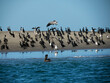 cormorant colony in puerto chale bay Magdalena Bay baja california sur, mexico