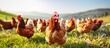 Hens grazing on grass in a free range organic farm Copy space image Place for adding text or design