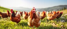 Hens Grazing On Grass In A Free Range Organic Farm Copy Space Image Place For Adding Text Or Design