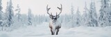 Fototapeta  - Big elk in winter forest. Bull Elk male. Banner with beautiful animal in the nature habitat. Wildlife scene from the wild nature landscape. Wallpaper, Christmas background