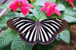 close focus on zebra longwing butterflys wing