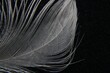 Pluma blanca de paloma mensajera sirve para formar una capa termo-aislante, organizar las superficies impulsoras del ala y dar al cuerpo la forma aerodinámica, forma un original diseño con fondo negro
