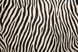 zebra hide detail zoom-in