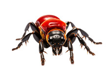 Insect Photography Of Velvet Ant Isolated On Transparent Background
