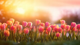 Fototapeta Tulipany - Tulips on the background of sunset in a field ,spring concept