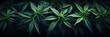 © Oksana - Cannabis leaf plants on dark background wallpaper