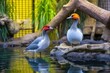 exotic waterbirds in a pond inside an aviary