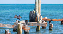 A Group Of Cormorants Are Resting On A Shattered (abondoned) Pier After The "Lidia" Hurricane. Amazing Turquoise Denit Is In The Background 