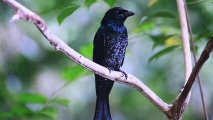 Square-tailed Drongo Cuckoo(Surniculus lugubris)  crowing off from tree branch in thick tropical rainforest in saikhao waterfall  National Park Thailand, Asia.video.