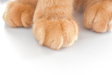 Wall Mural - Ginger cat paws. Tabby cat sitting on the table.  Pet feet closeup. Feline sitting at home. Orange cat photo. 